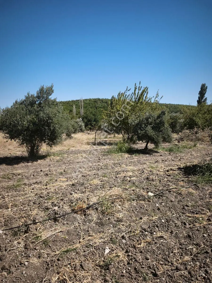 Akhisar Büknüşte Elektrik Sulu Yatırımlık 9.648 M2 Zeytinlik ! — fotoğraf 13