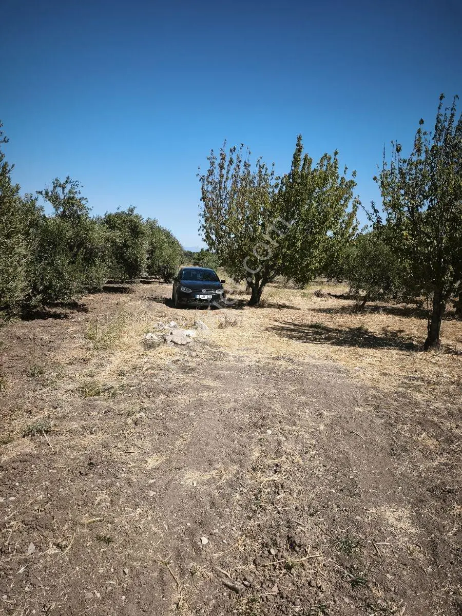 Akhisar Büknüşte Elektrik Sulu Yatırımlık 9.648 M2 Zeytinlik ! — fotoğraf 22