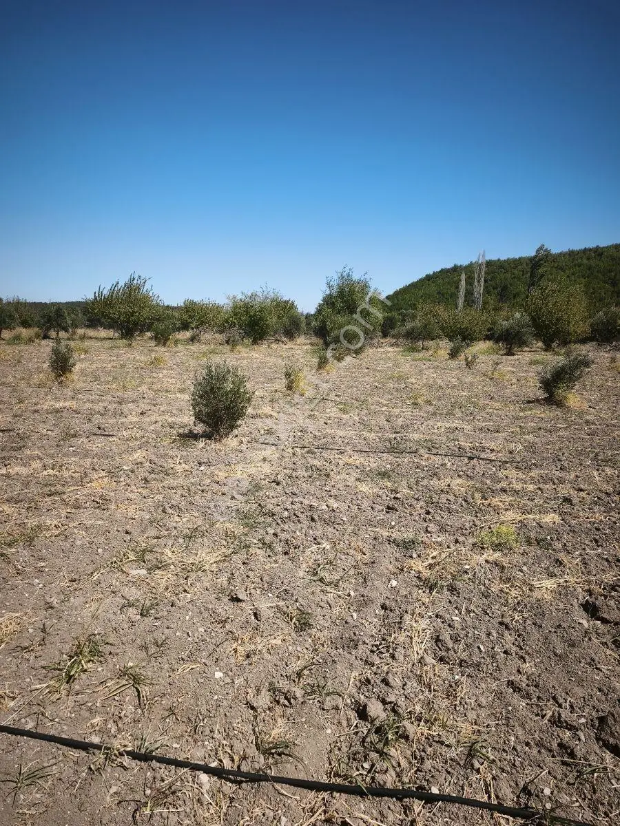 Akhisar Büknüşte Elektrik Sulu Yatırımlık 9.648 M2 Zeytinlik ! — fotoğraf 31
