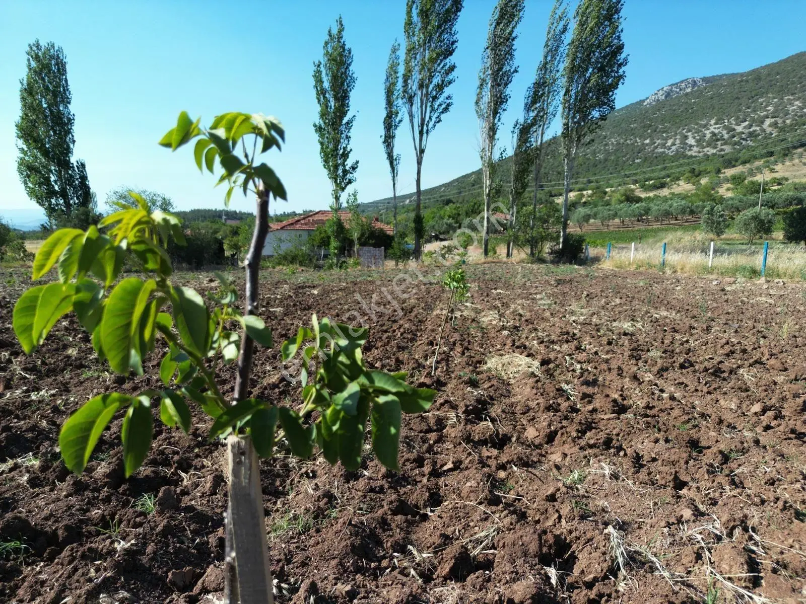 Akhisar Doğankayada 3.300 M2 Tek Tapu Kurulu Düzen Cevizlik ! — fotoğraf 3