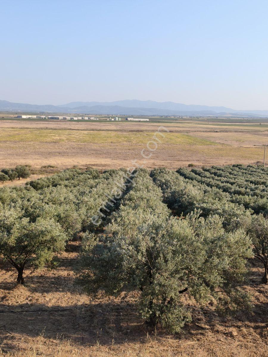 Akhisar'a 7 Km Uzaklıkta 2.685 M2 Tek Tapu Satılık Zeytinlik