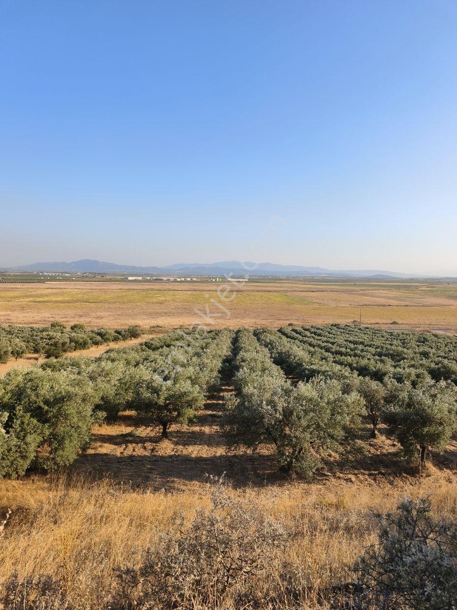 Akhisar'a 7 Km Uzaklıkta 2.685 M2 Tek Tapu Satılık Zeytinlik — fotoğraf 2