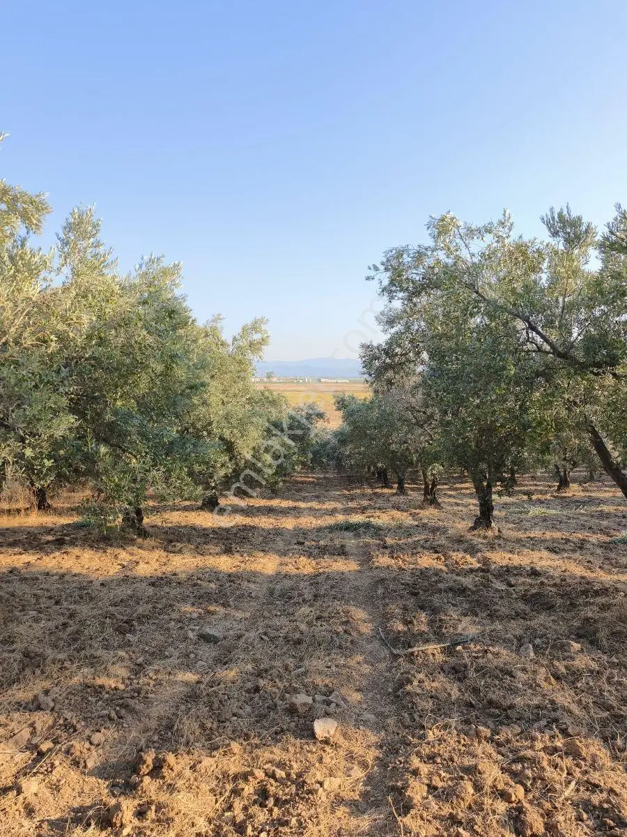 Akhisar'a 7 Km Uzaklıkta 2.685 M2 Tek Tapu Satılık Zeytinlik — fotoğraf 3