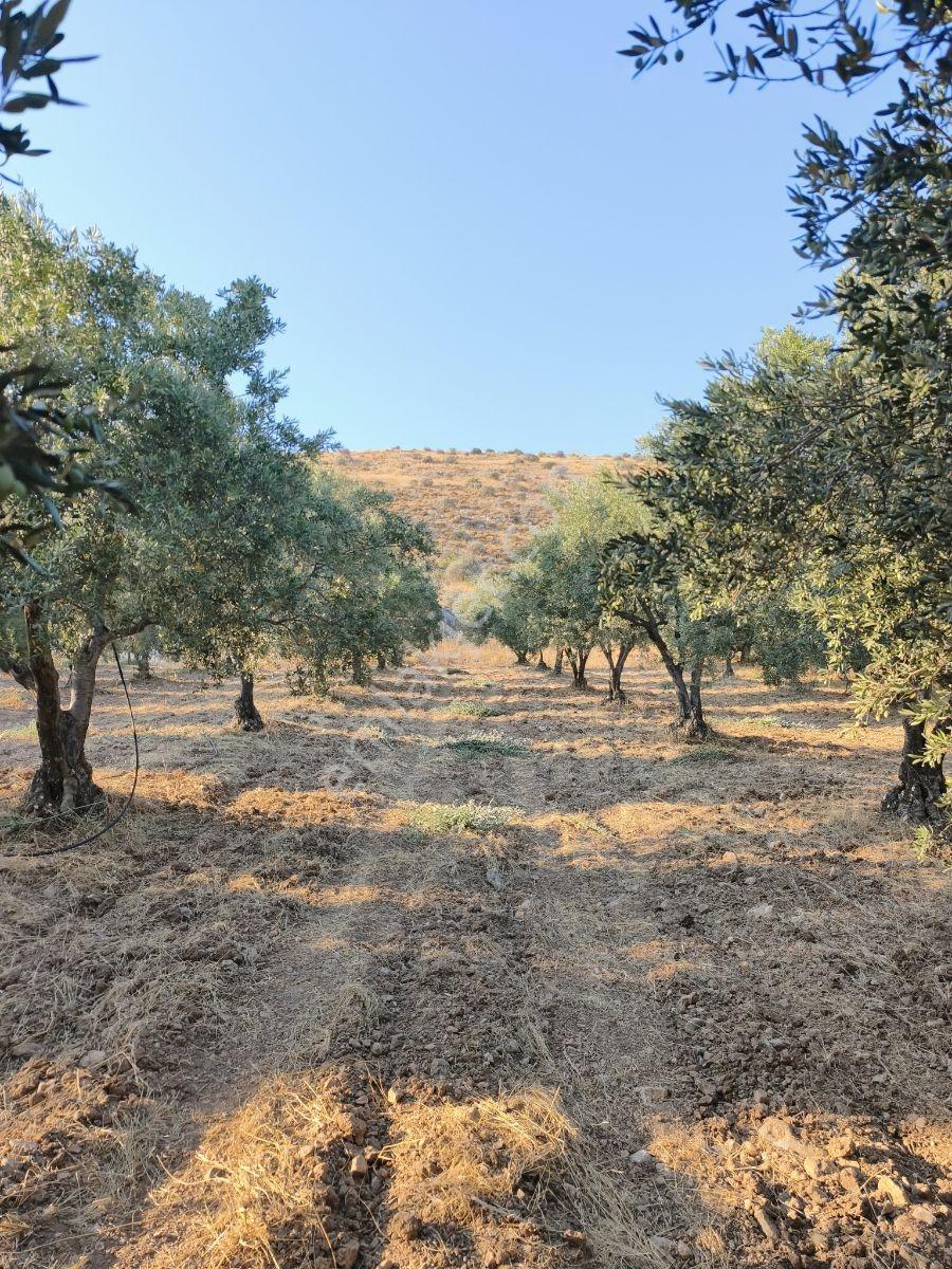 Akhisar'a 7 Km Uzaklıkta 2.685 M2 Tek Tapu Satılık Zeytinlik — fotoğraf 5