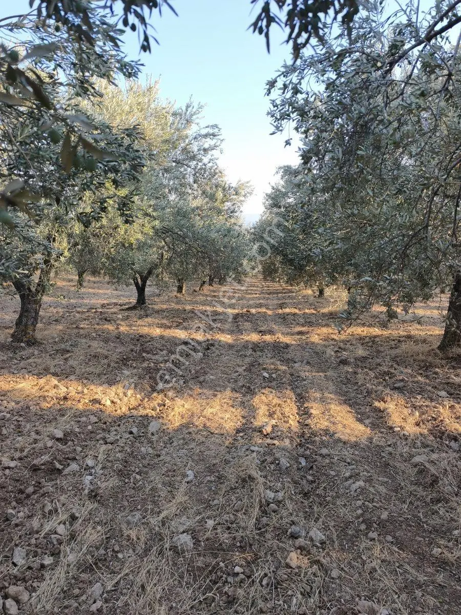 Akhisar'a 7 Km Uzaklıkta 2.685 M2 Tek Tapu Satılık Zeytinlik — fotoğraf 7