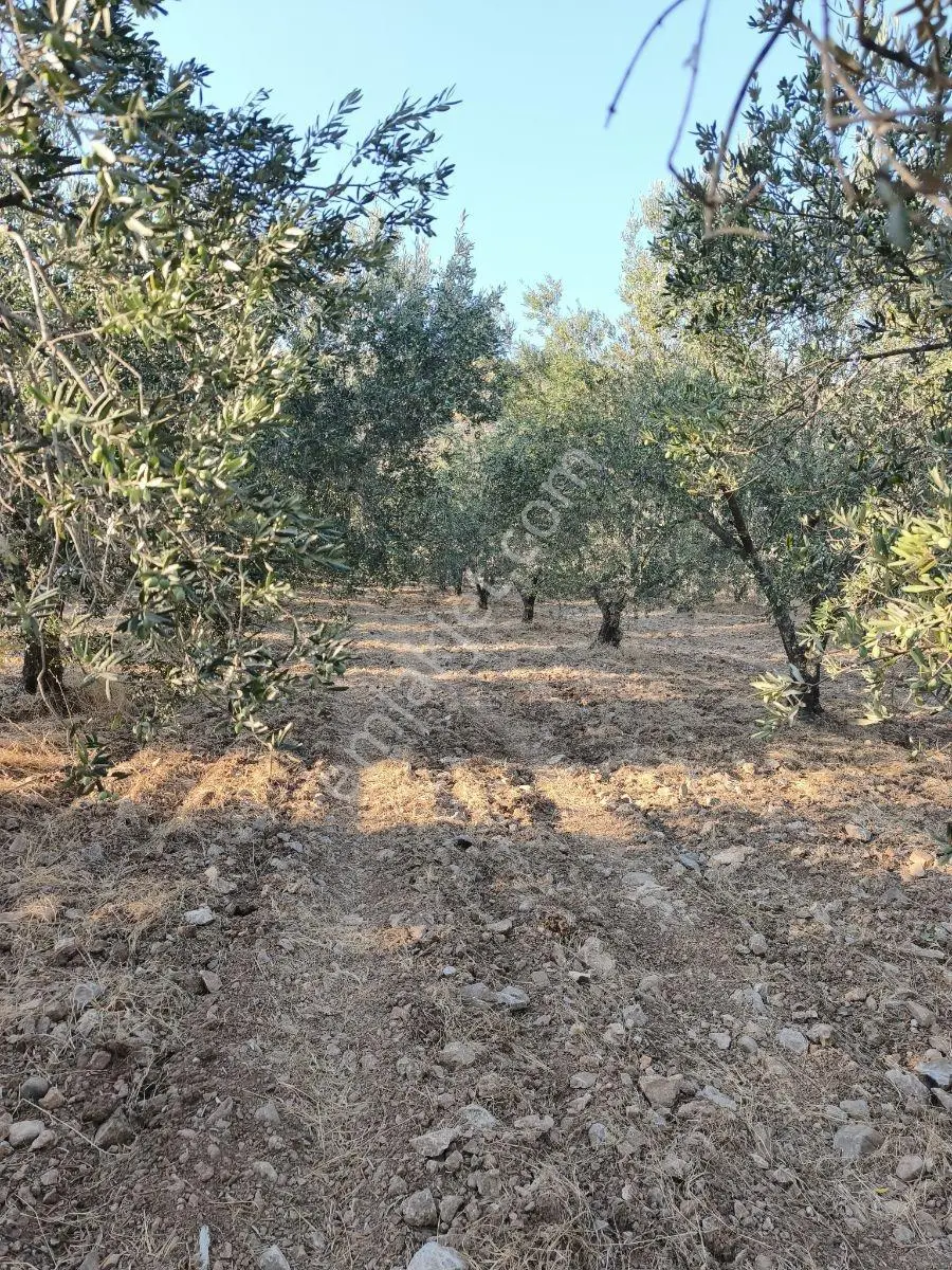Akhisar'a 7 Km Uzaklıkta 2.685 M2 Tek Tapu Satılık Zeytinlik — fotoğraf 8