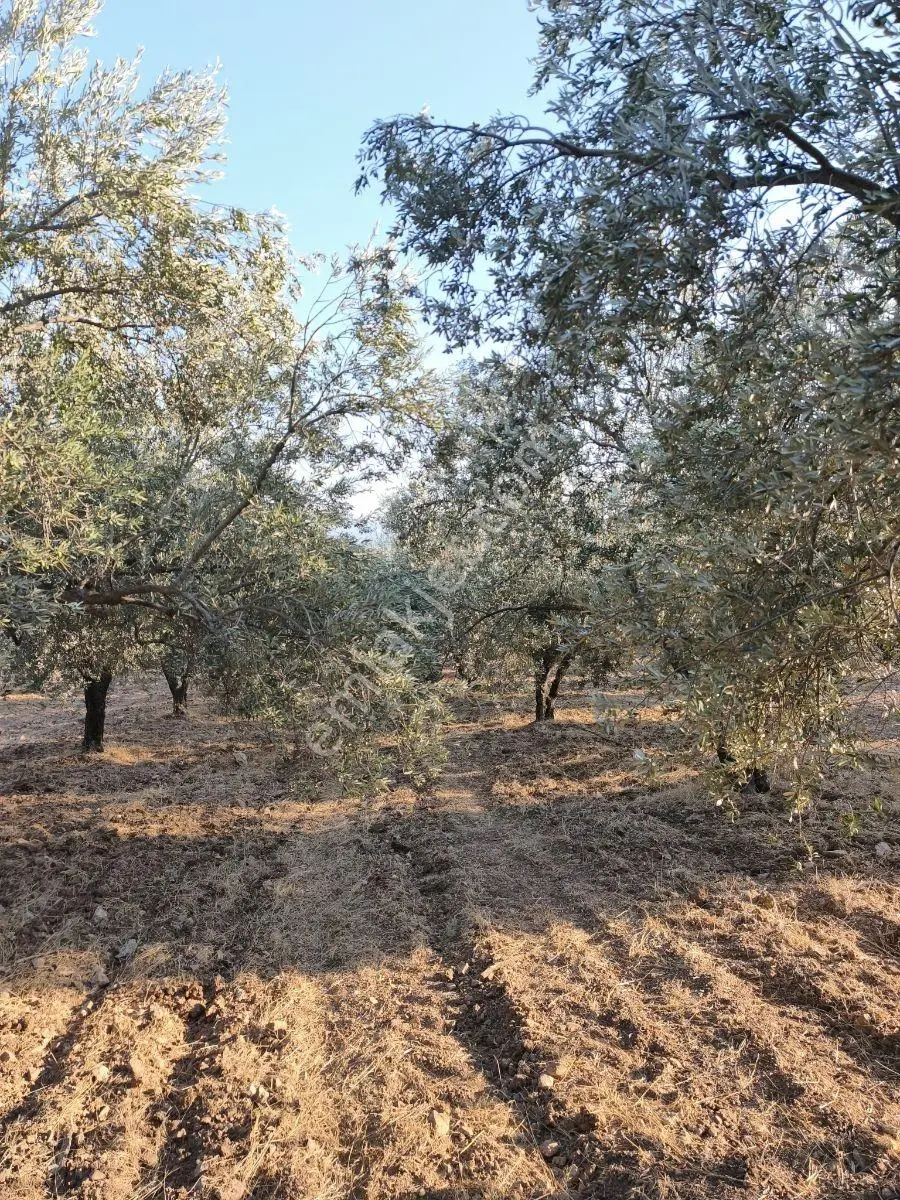 Akhisar'a 7 Km Uzaklıkta 2.685 M2 Tek Tapu Satılık Zeytinlik — fotoğraf 9
