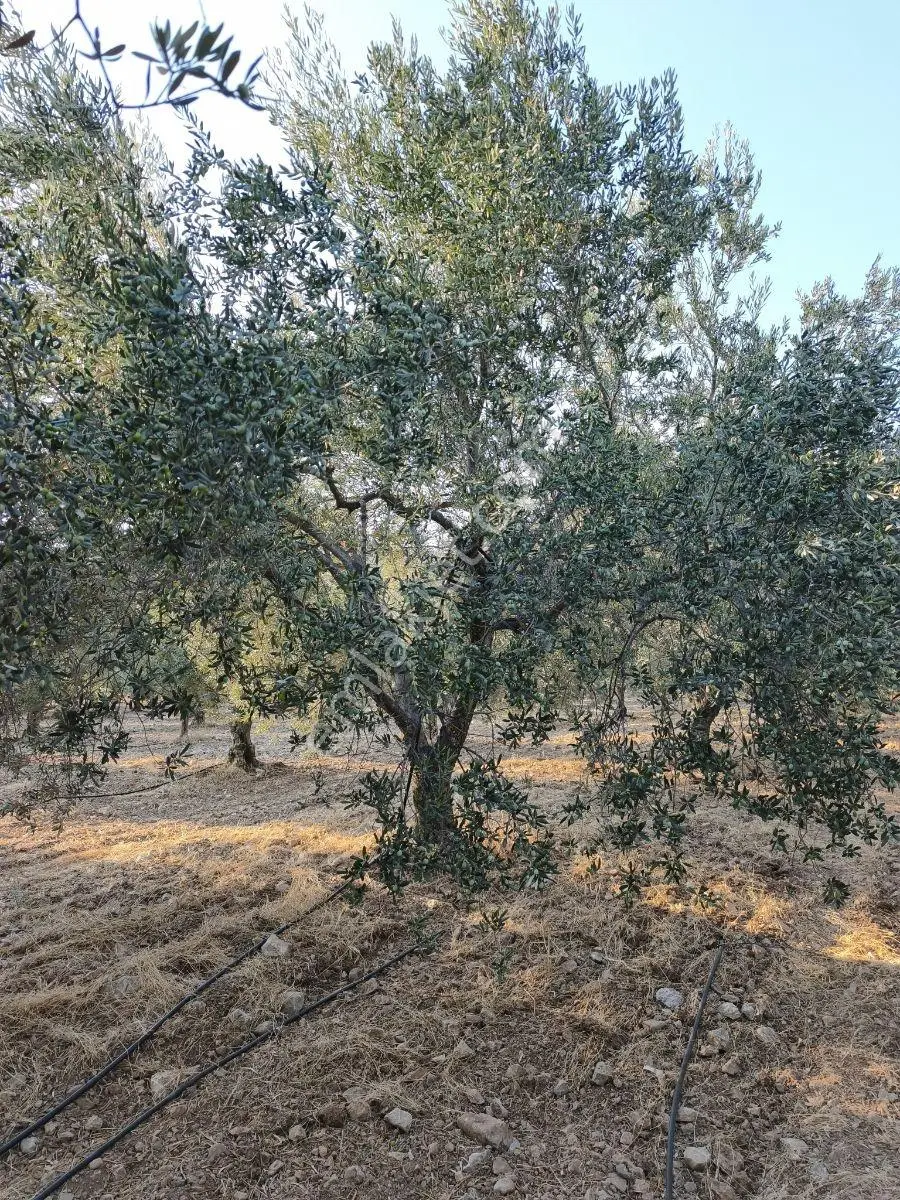 Akhisar'a 7 Km Uzaklıkta 2.685 M2 Tek Tapu Satılık Zeytinlik — fotoğraf 12
