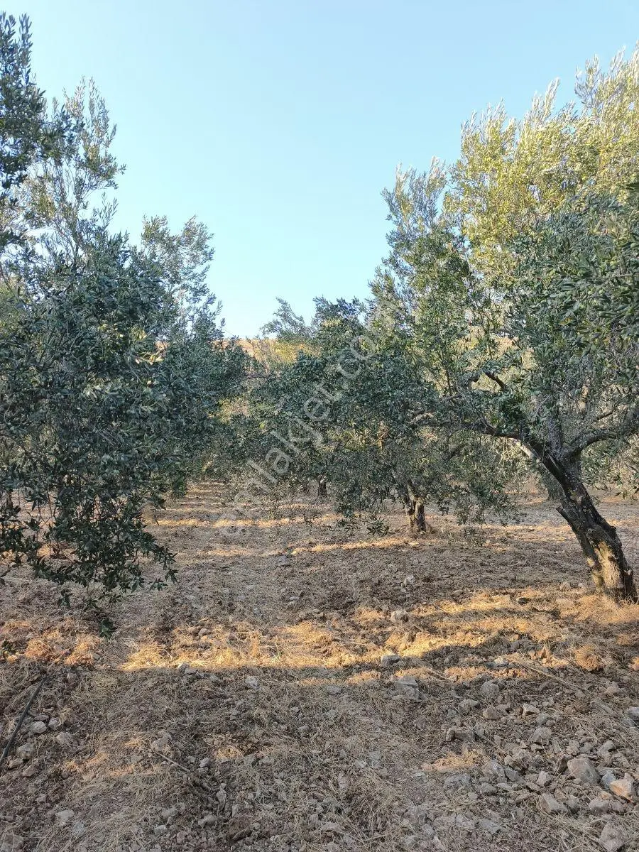 Akhisar'a 7 Km Uzaklıkta 2.685 M2 Tek Tapu Satılık Zeytinlik — fotoğraf 13
