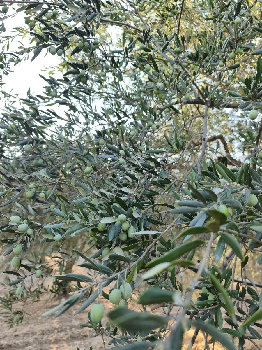 Akhisar'a 7 Km Uzaklıkta 2.685 M2 Tek Tapu Satılık Zeytinlik — fotoğraf 14