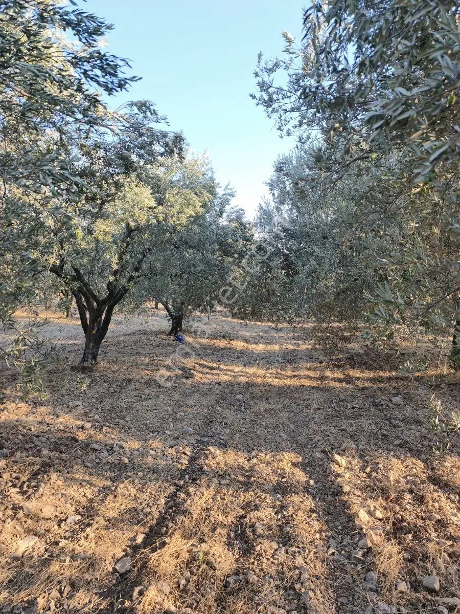 Akhisar'a 7 Km Uzaklıkta 2.685 M2 Tek Tapu Satılık Zeytinlik — fotoğraf 15
