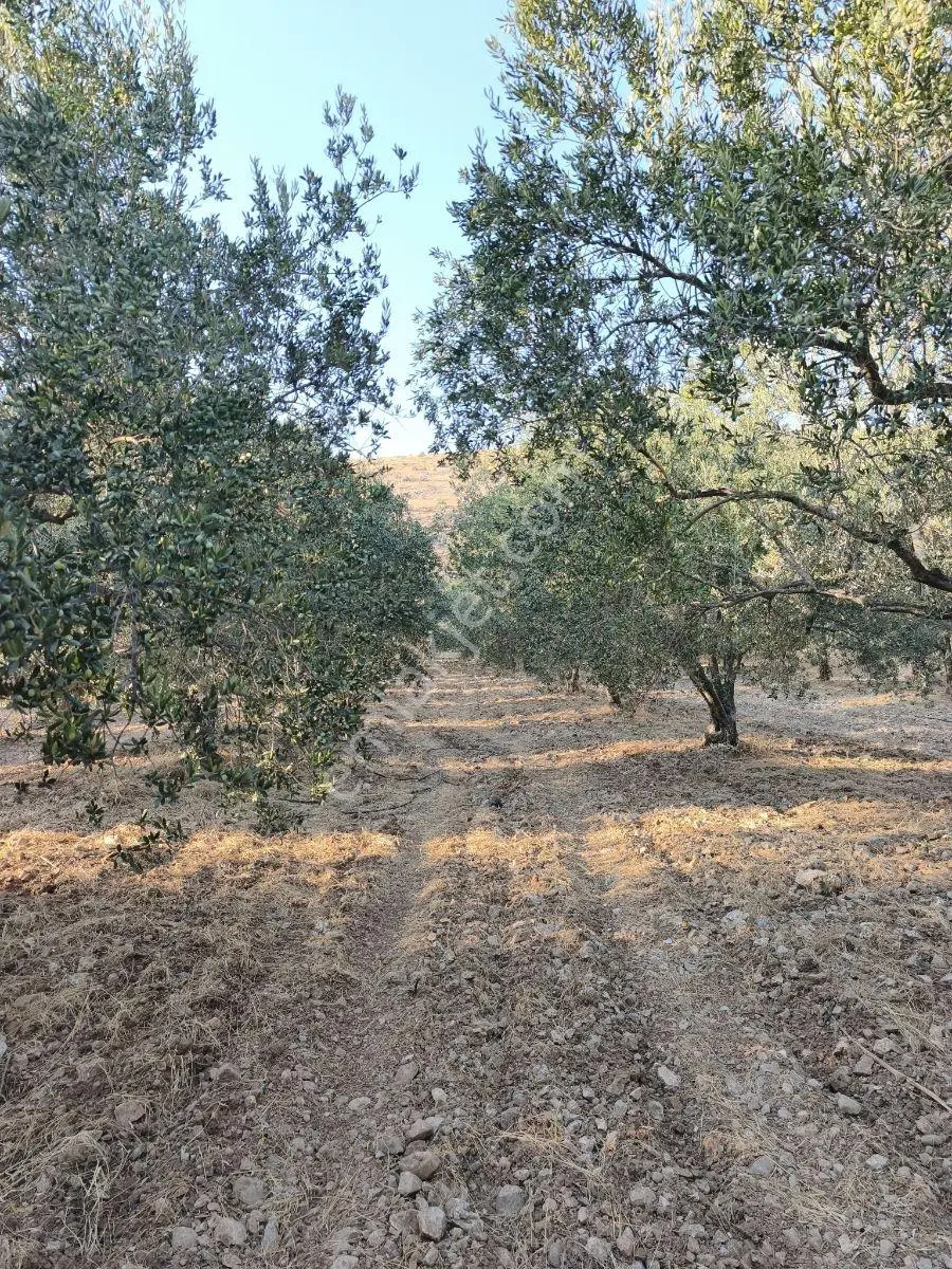 Akhisar'a 7 Km Uzaklıkta 2.685 M2 Tek Tapu Satılık Zeytinlik — fotoğraf 16