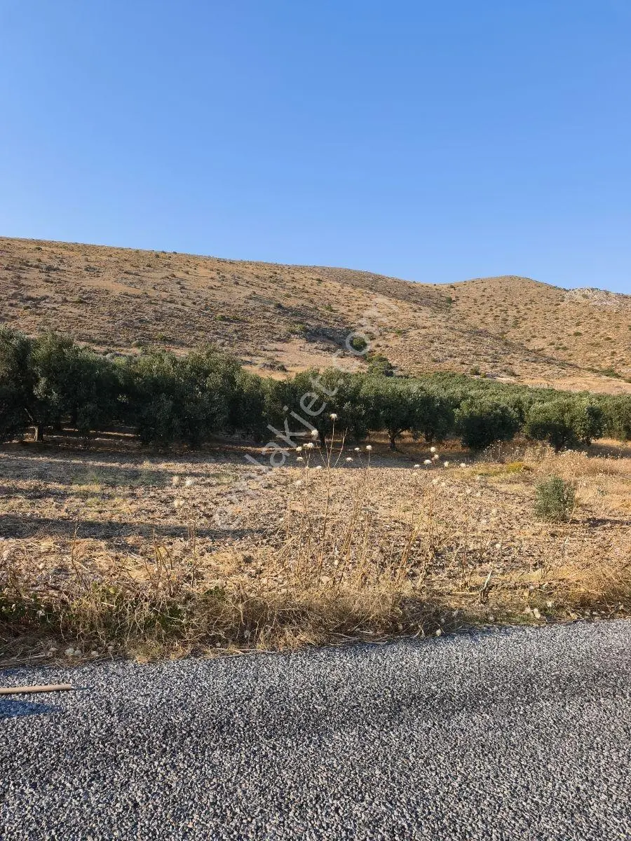 Akhisar'a 7 Km Uzaklıkta 2.685 M2 Tek Tapu Satılık Zeytinlik — fotoğraf 19