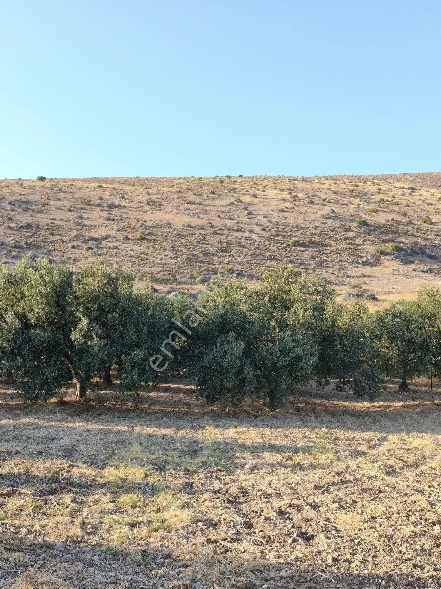 Akhisar'a 7 Km Uzaklıkta 2.685 M2 Tek Tapu Satılık Zeytinlik — fotoğraf 20