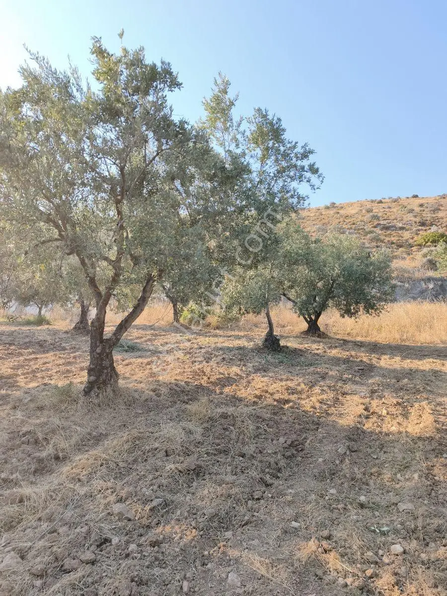 Akhisar'a 7 Km Uzaklıkta 2.685 M2 Tek Tapu Satılık Zeytinlik — fotoğraf 21
