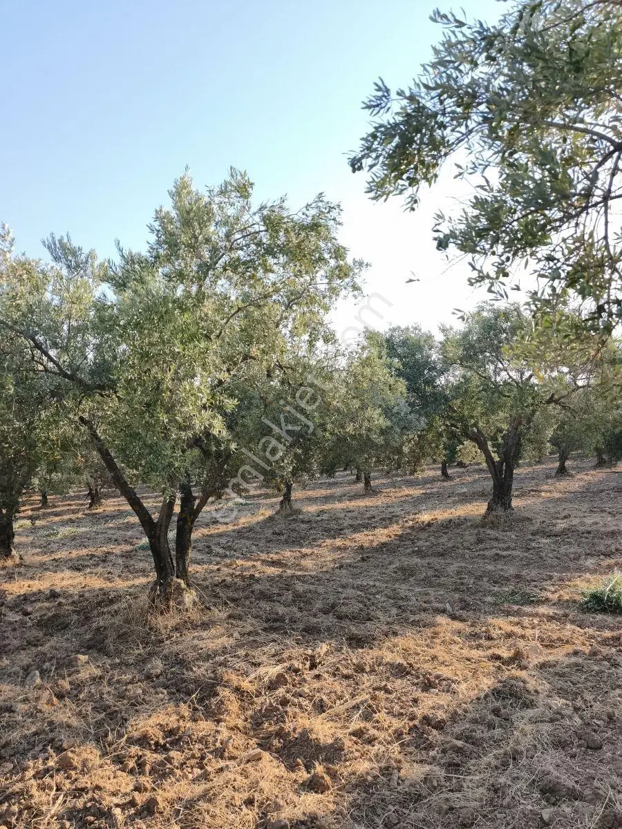 Akhisar'a 7 Km Uzaklıkta 2.685 M2 Tek Tapu Satılık Zeytinlik — fotoğraf 23