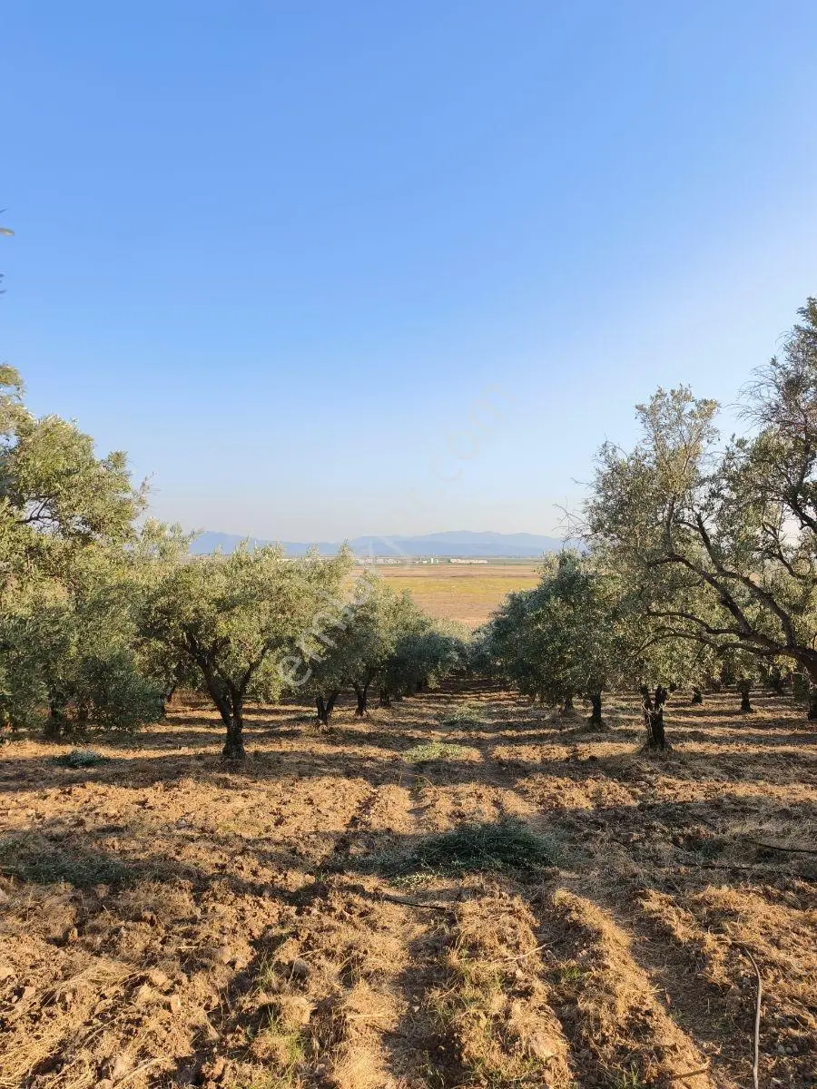 Akhisar'a 7 Km Uzaklıkta 2.685 M2 Tek Tapu Satılık Zeytinlik — fotoğraf 24