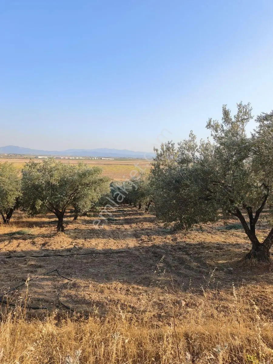 Akhisar'a 7 Km Uzaklıkta 2.685 M2 Tek Tapu Satılık Zeytinlik — fotoğraf 25
