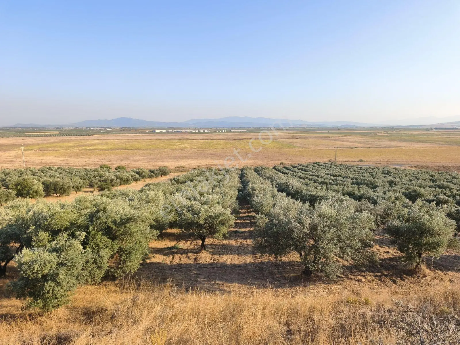 Akhisar'a 7 Km Uzaklıkta 2.685 M2 Tek Tapu Satılık Zeytinlik — fotoğraf 26