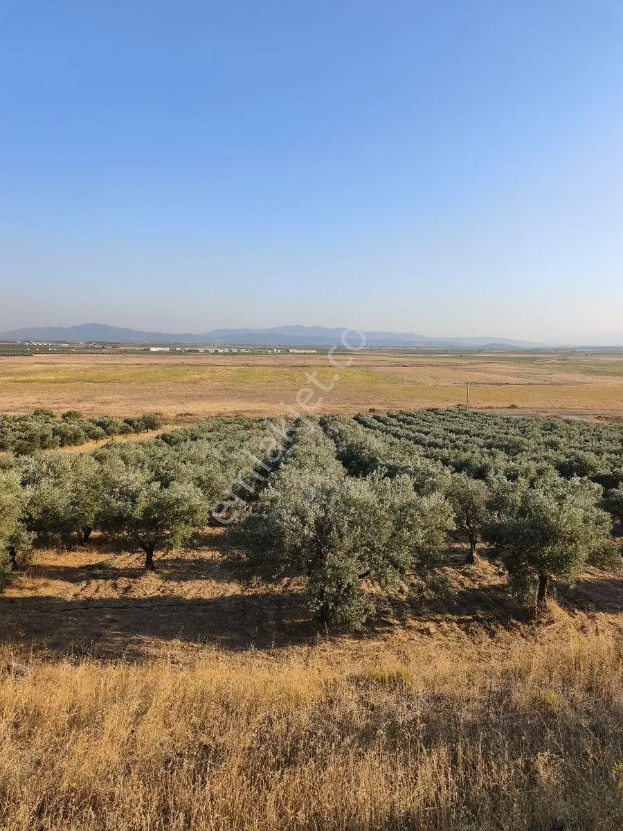 Akhisar'a 7 Km Uzaklıkta 2.685 M2 Tek Tapu Satılık Zeytinlik — fotoğraf 27