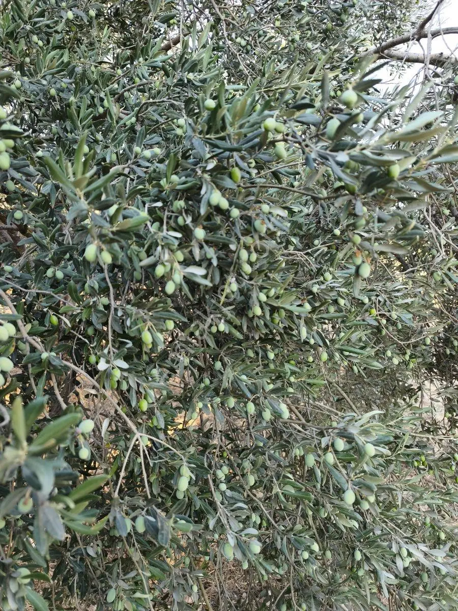 Akhisar'a 7 Km Uzaklıkta 2.685 M2 Tek Tapu Satılık Zeytinlik — fotoğraf 29