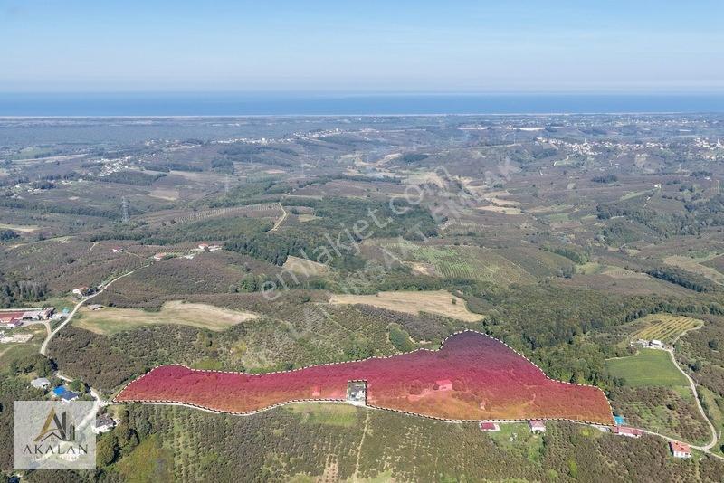 Karasu'da Mükemmel Konumda 85 Dönüm Denize Yakın Fındık Bahçesi — fotoğraf 10