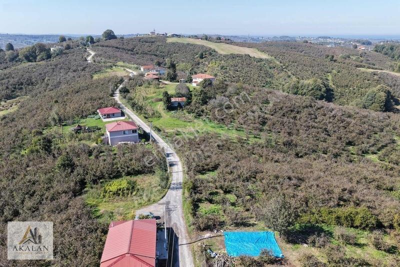 Karasu'da Mükemmel Konumda 85 Dönüm Denize Yakın Fındık Bahçesi — fotoğraf 15