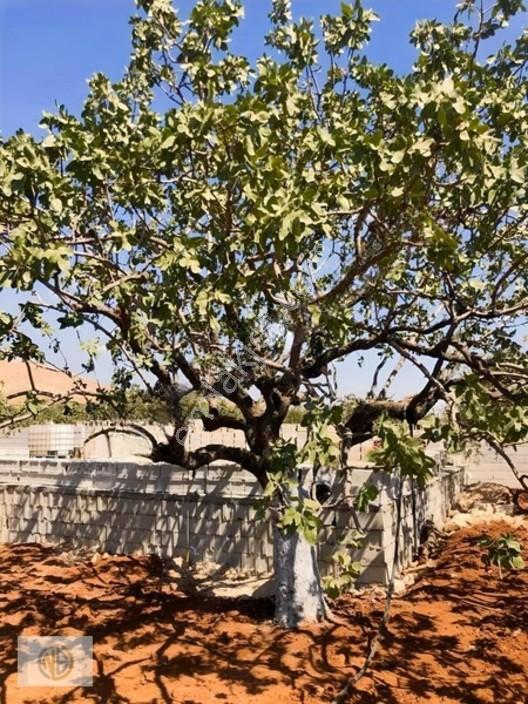 Oğuzeli Gürsu Bağevlik Tek Tapu — fotoğraf 6