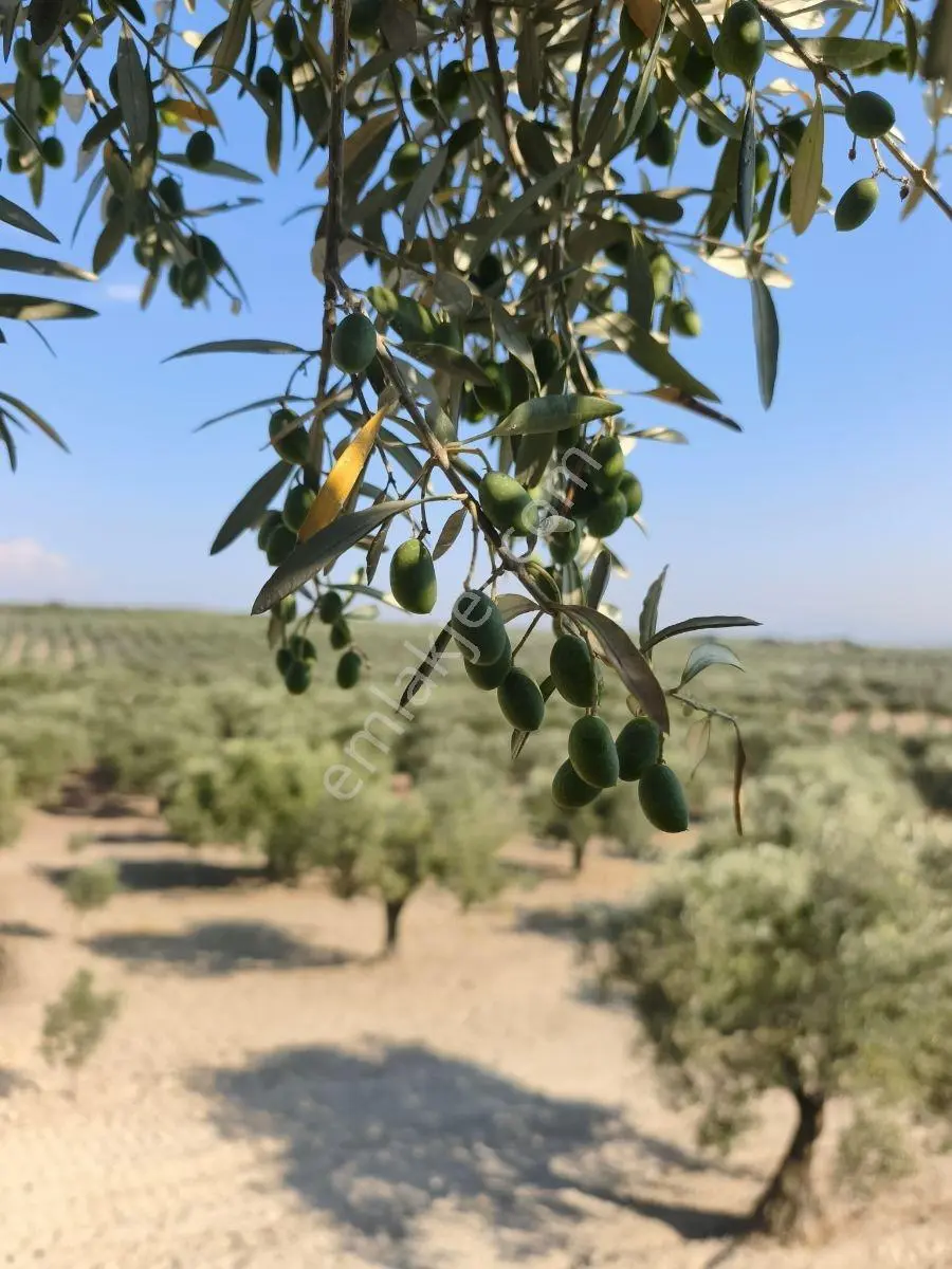 Daha Uygunu Yok !akhisar Ballıca'da Bakımlı Tek Tapu Zeytinlik. — fotoğraf 2