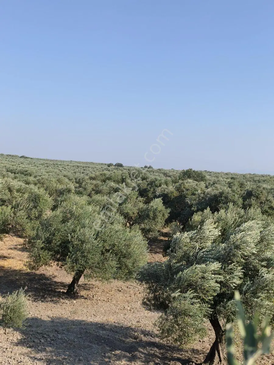Daha Uygunu Yok !akhisar Ballıca'da Bakımlı Tek Tapu Zeytinlik. — fotoğraf 4
