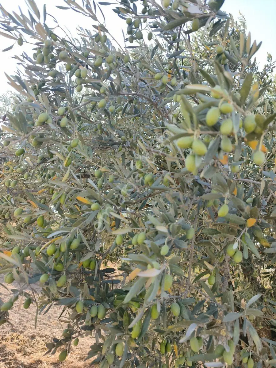 Daha Uygunu Yok !akhisar Ballıca'da Bakımlı Tek Tapu Zeytinlik. — fotoğraf 27