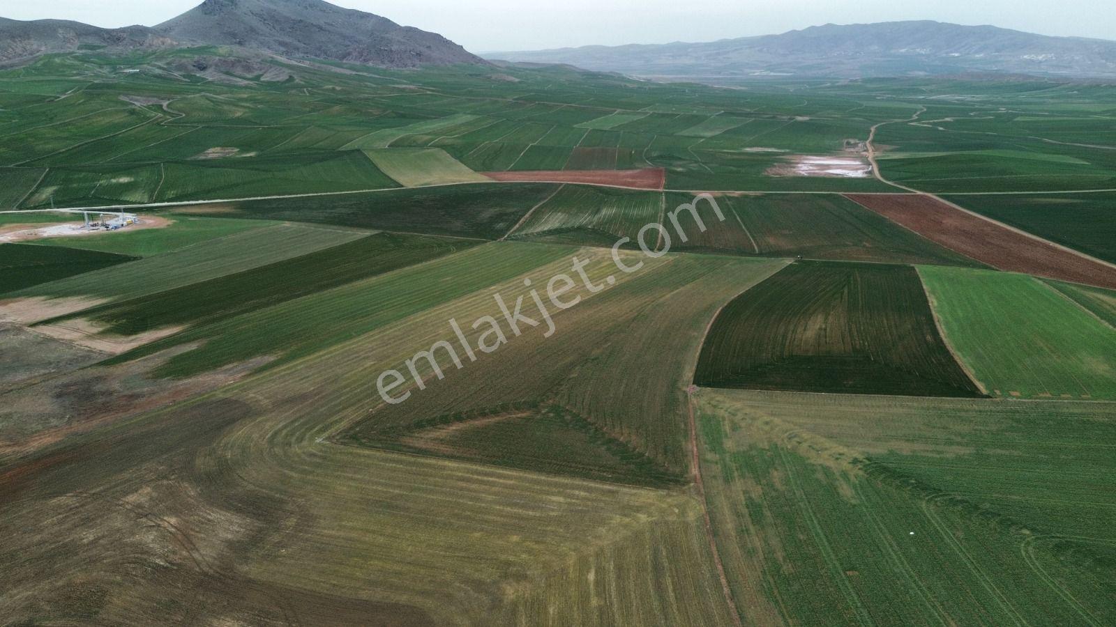 Anayurt'ta Hayvancılığa Ve Sanayiye Yakın Satılık Tarla — fotoğraf 6