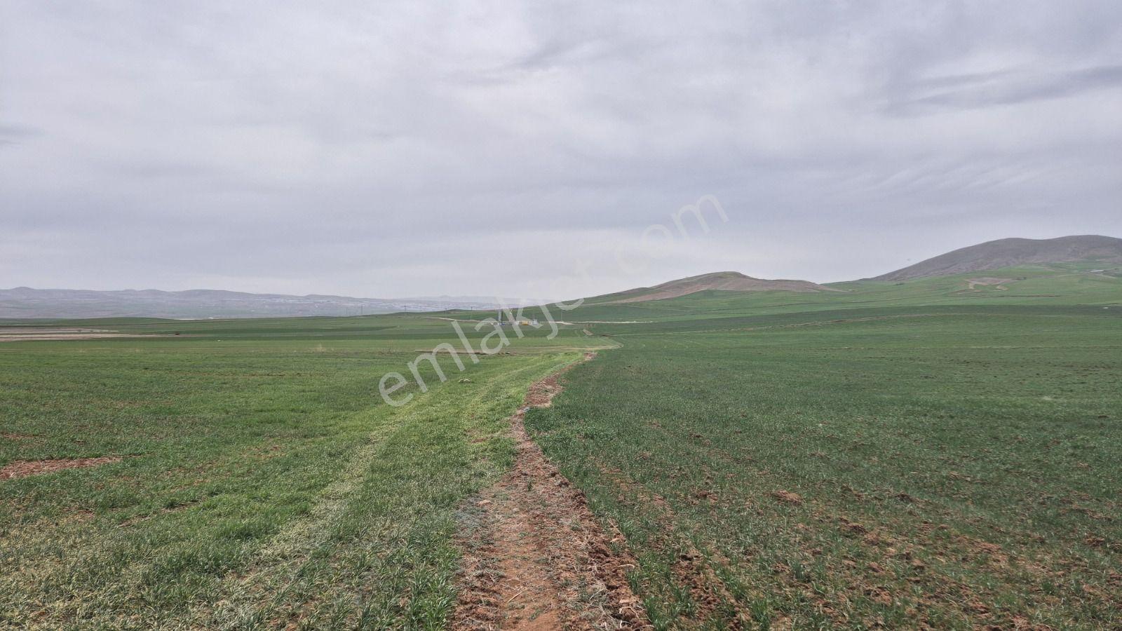 Anayurt'ta Hayvancılığa Ve Sanayiye Yakın Satılık Tarla — fotoğraf 7