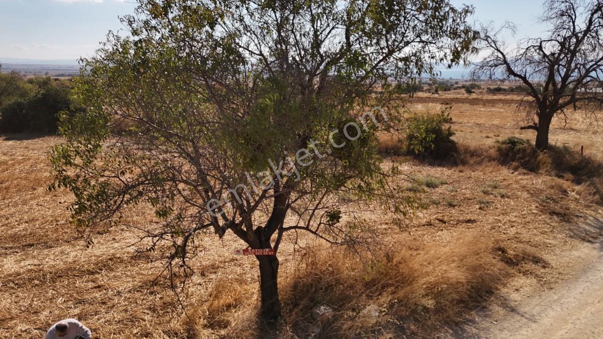 Saros Körfezi Manzaralı Adilhan Köyünde 2.680 M² Satılık Tarla — fotoğraf 7