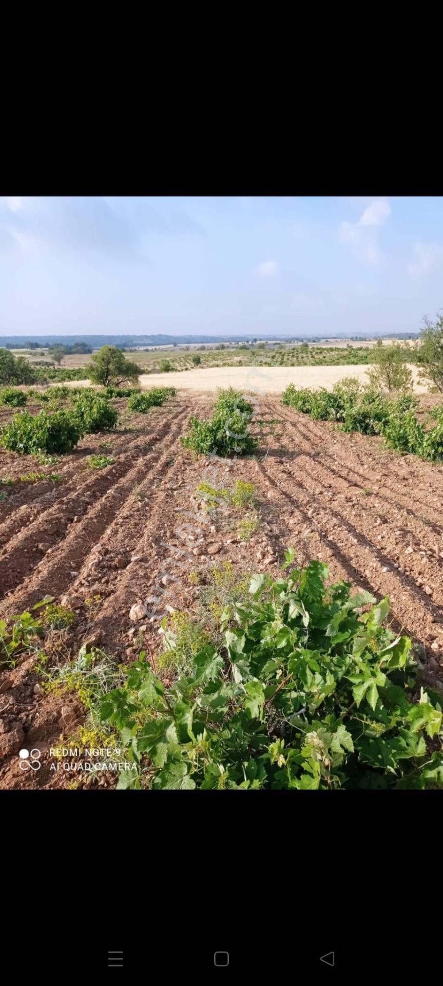 Denizli Çal Bahadınlar Satılık 3.383m2 Müstakil Yetişkin Üzüm Bağı Bahçesi — fotoğraf 7