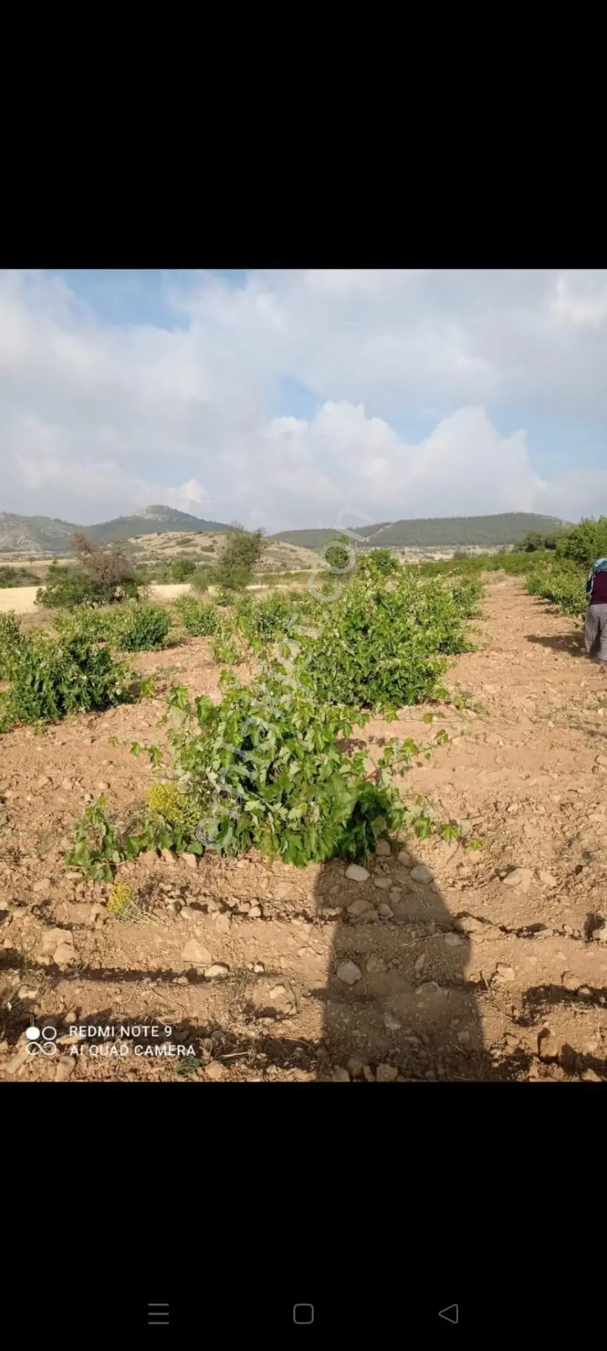 Denizli Çal Bahadınlar Satılık 3.383m2 Müstakil Yetişkin Üzüm Bağı Bahçesi — fotoğraf 10