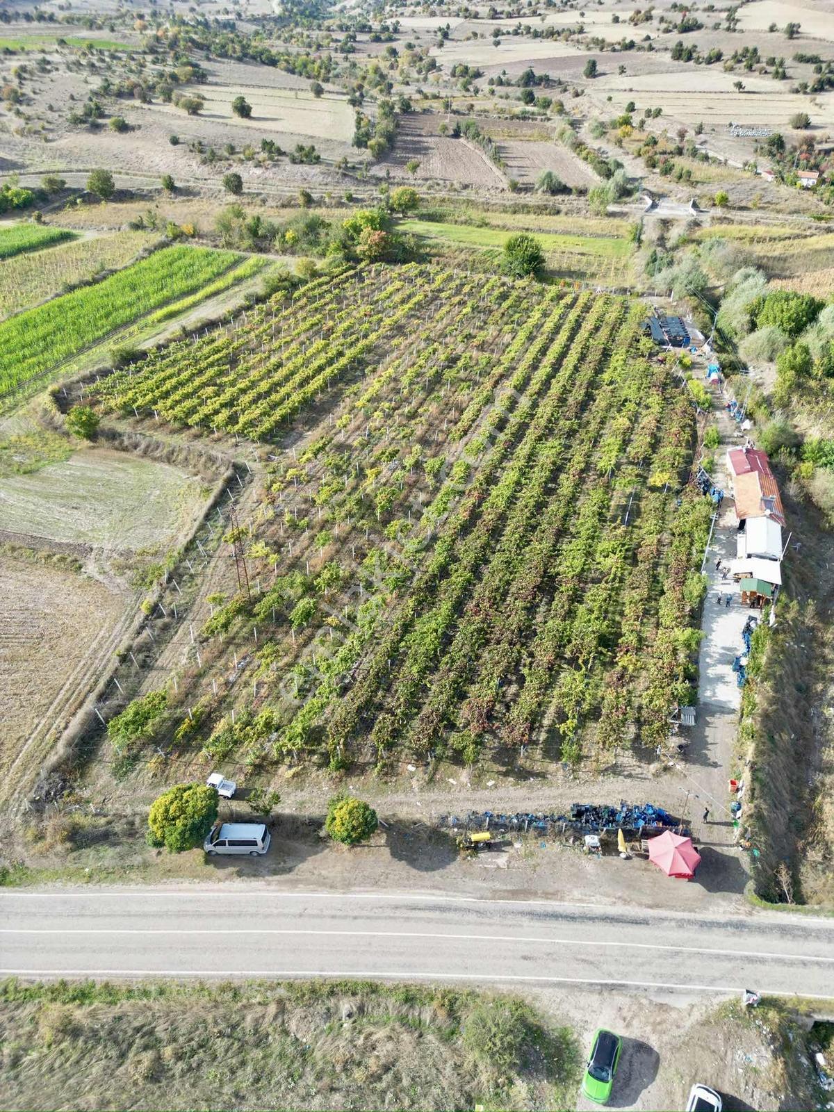 Marka'Dan Göynücek'Te Takasa Açık Yüksek Kapasiteli Üzüm Bağı