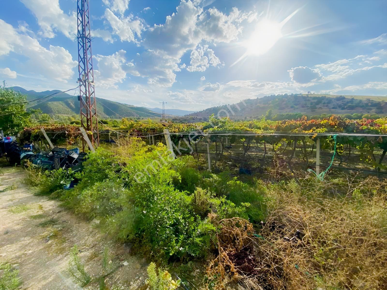 Marka'dan Göynücek'te Takasa Açık Yüksek Kapasiteli Üzüm Bağı — fotoğraf 2