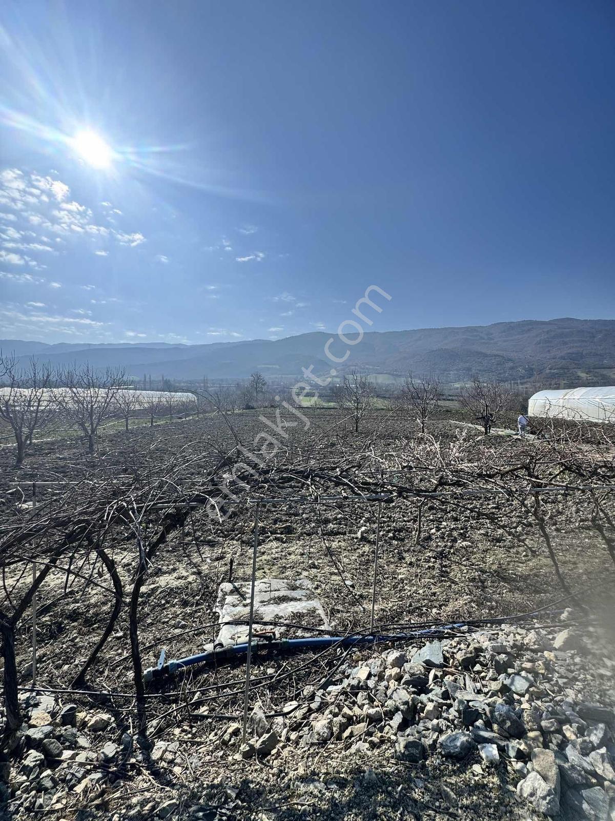 Marka Dan Sevincerde Ana Cadde Altında — fotoğraf 4