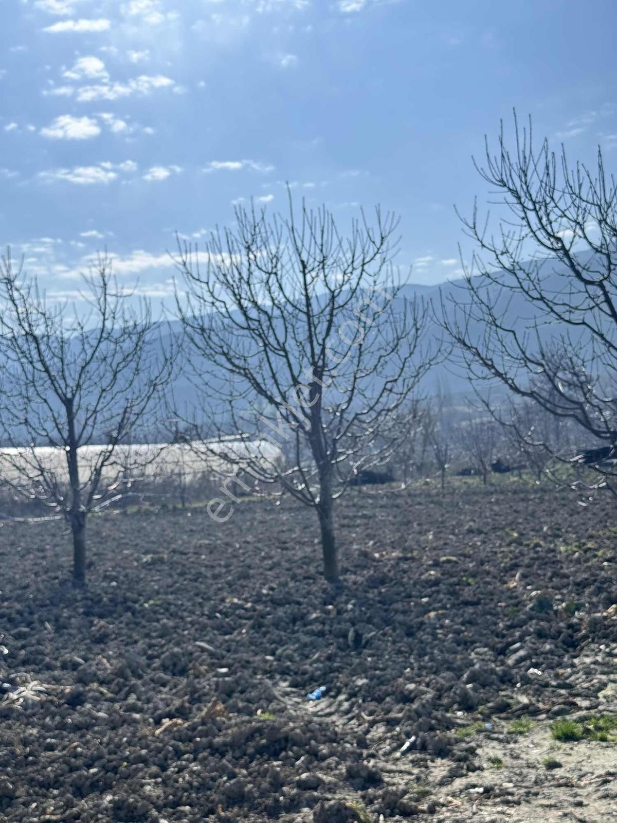 Marka Dan Sevincerde Ana Cadde Altında — fotoğraf 18