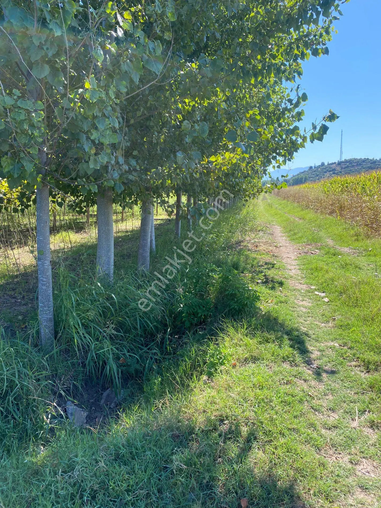 Niksar Prestij Grup Emlaktan Yolkonakta 9,651 M2 Satılık Tarla — fotoğraf 2