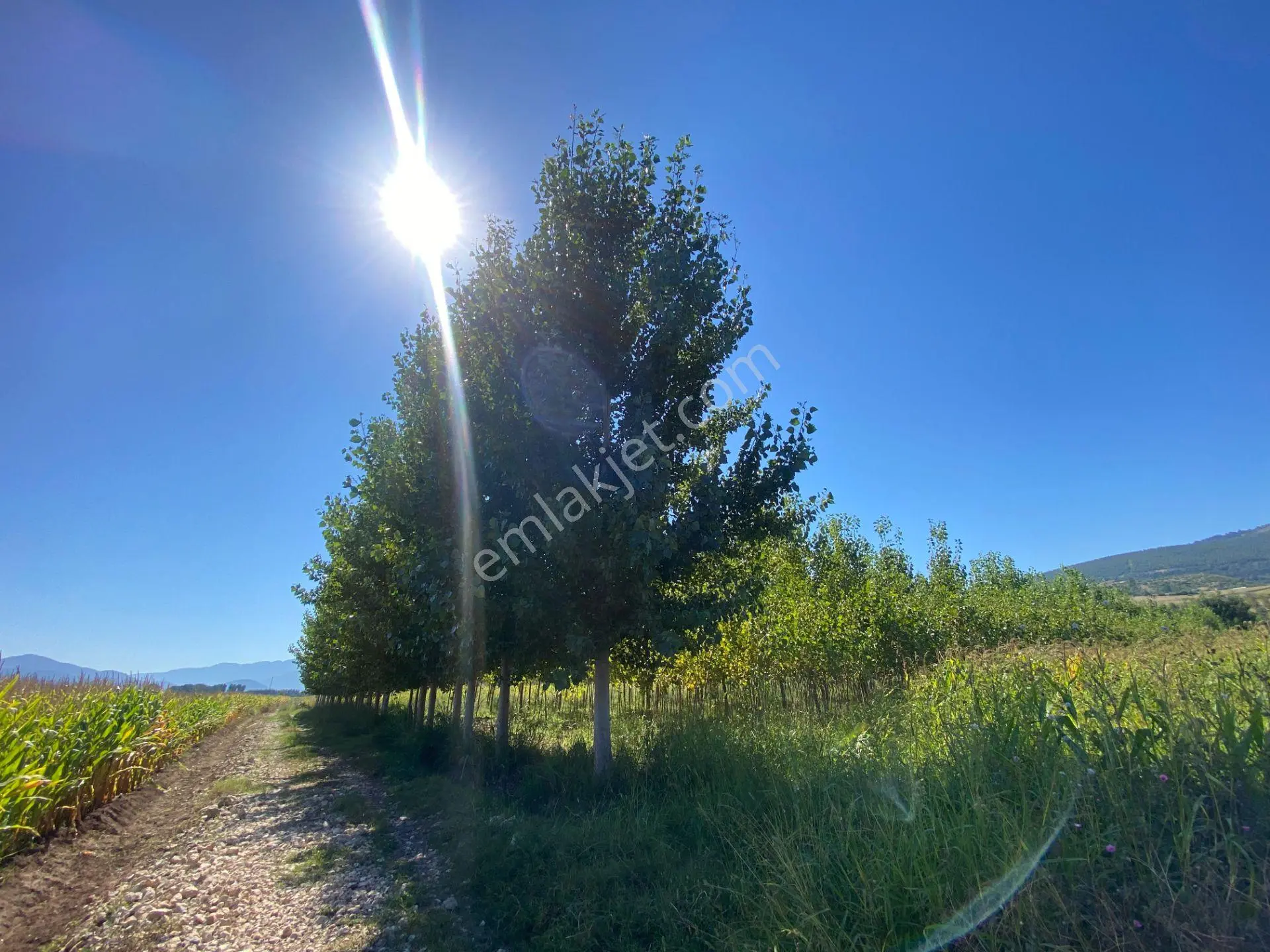 Niksar Prestij Grup Emlaktan Yolkonakta 9,651 M2 Satılık Tarla — fotoğraf 3