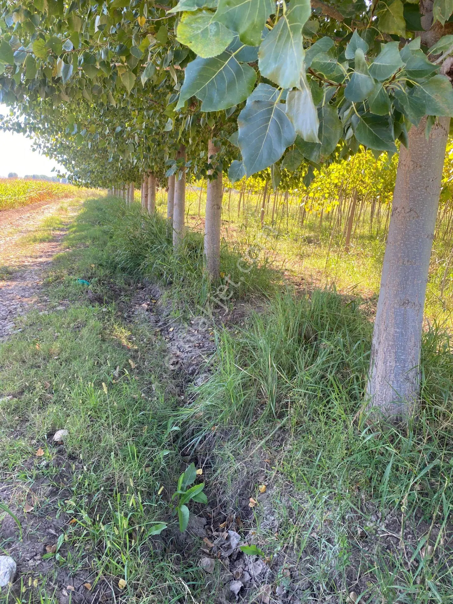 Niksar Prestij Grup Emlaktan Yolkonakta 9,651 M2 Satılık Tarla — fotoğraf 5