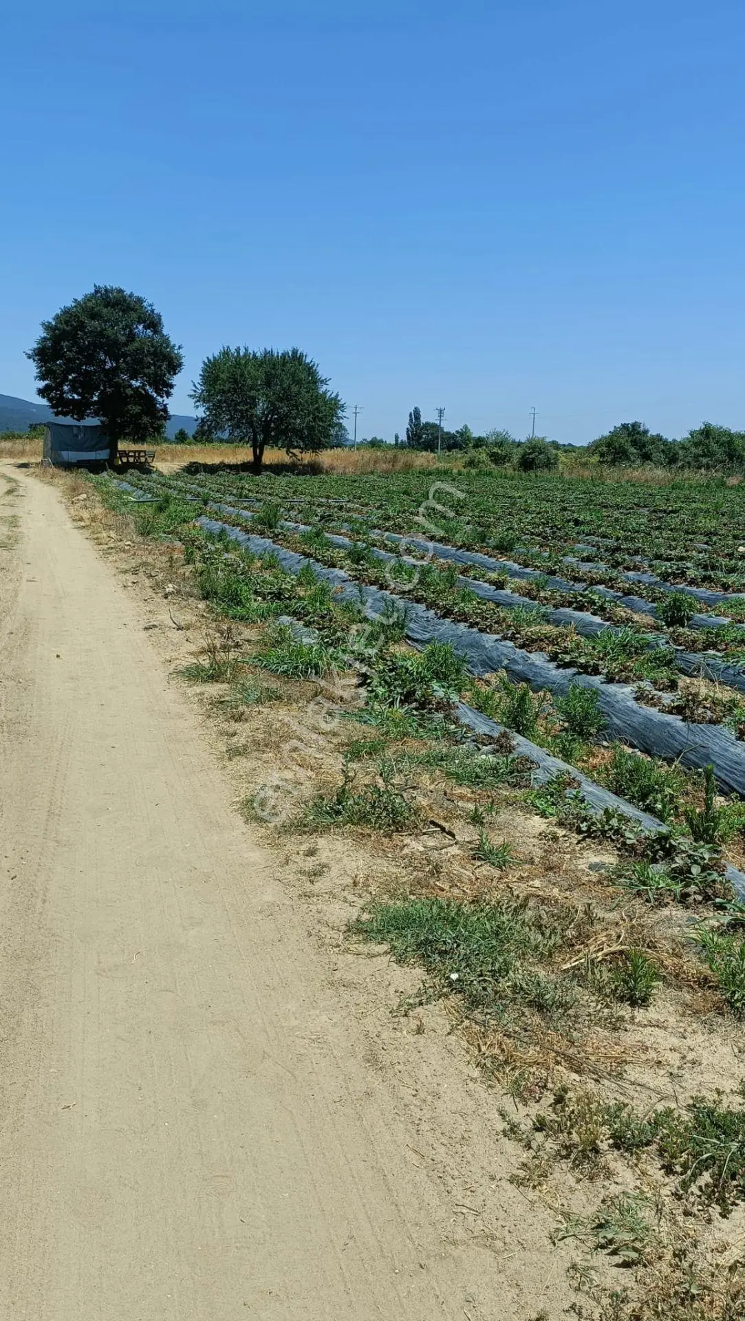 Çanakkale Yenice Kalkım Bölgesinde Satılık Tarla