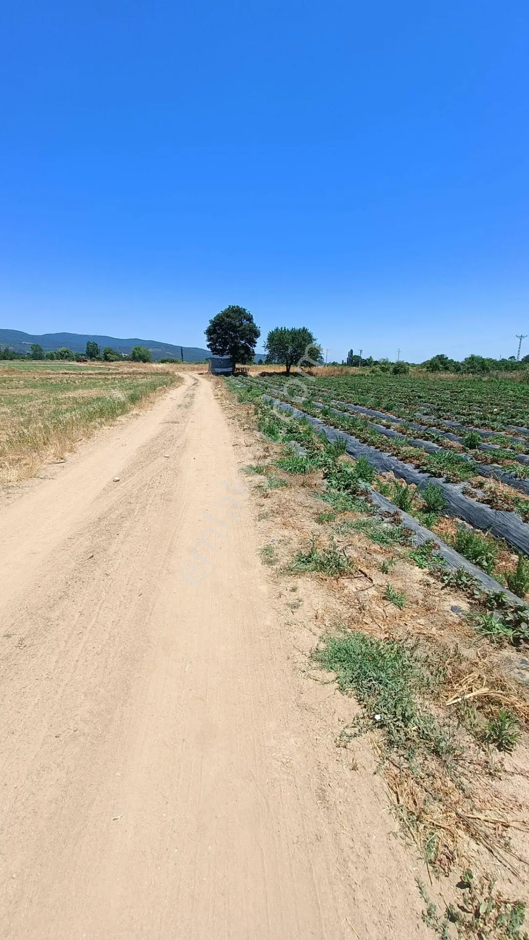 Çanakkale Yenice Kalkım Bölgesinde Satılık Tarla — fotoğraf 4