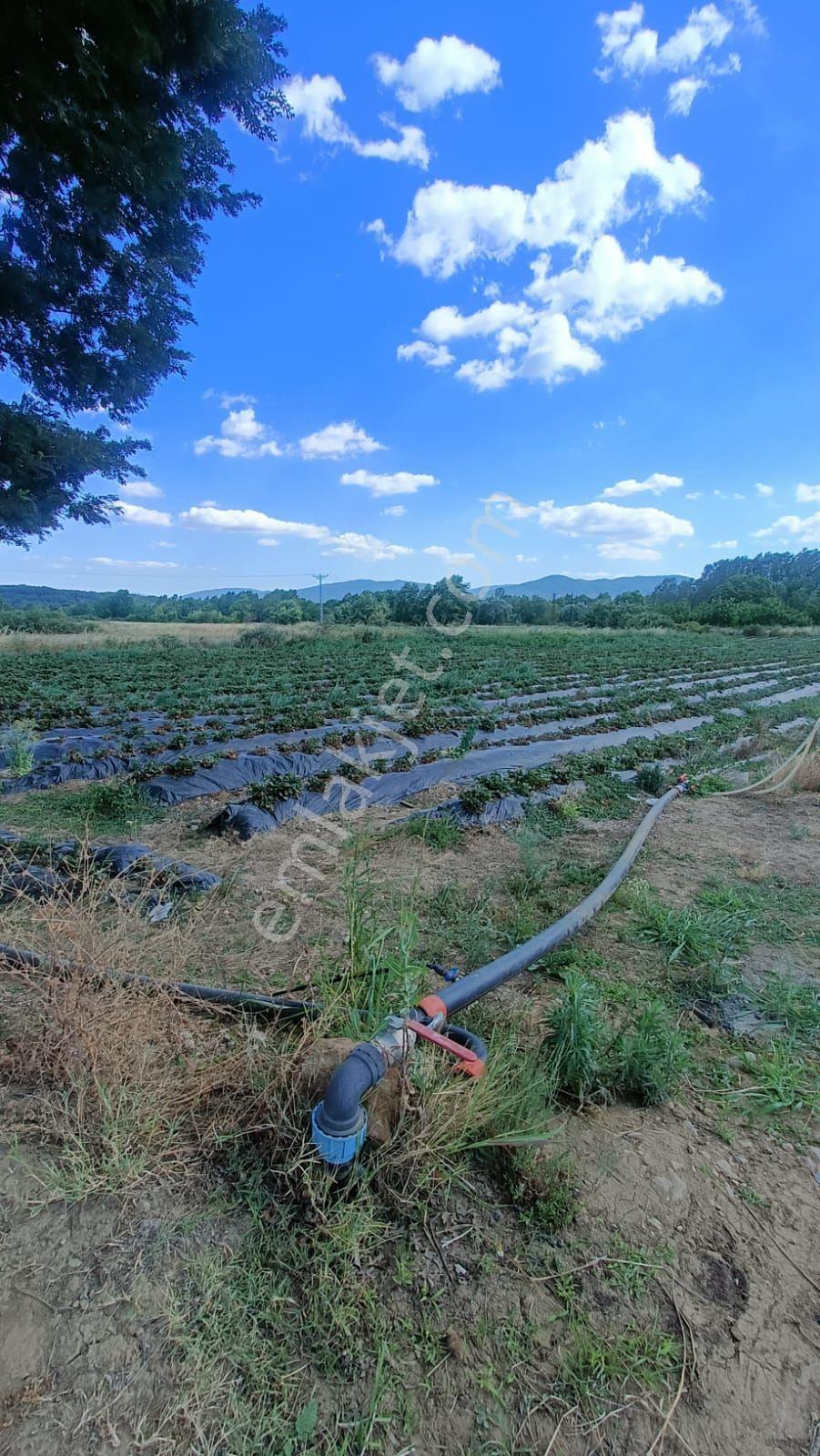 Çanakkale Yenice Kalkım Bölgesinde Satılık Tarla — fotoğraf 6