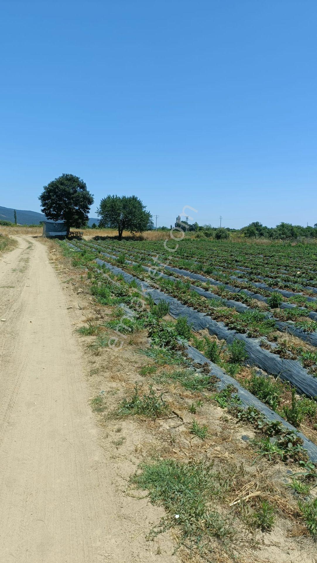 Çanakkale Yenice Kalkım Bölgesinde Satılık Tarla — fotoğraf 10