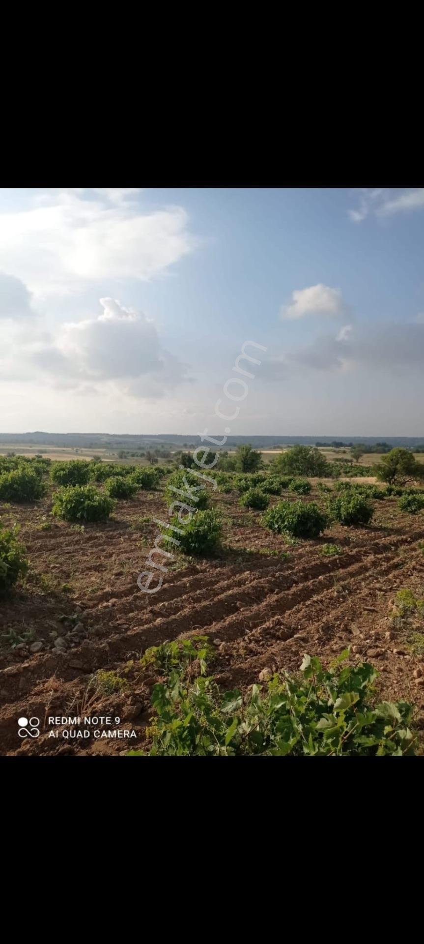 Denizli Çal Bahadınlar Satılık 4.776m2 Müstakil Tapulu Üzüm Bağı Bahçesi — fotoğraf 7