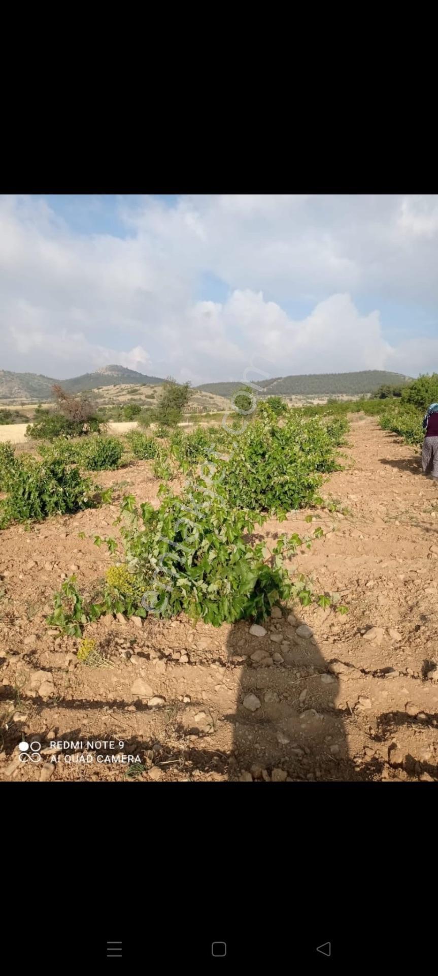 Denizli Çal Bahadınlar Satılık 4.776m2 Müstakil Tapulu Üzüm Bağı Bahçesi — fotoğraf 10