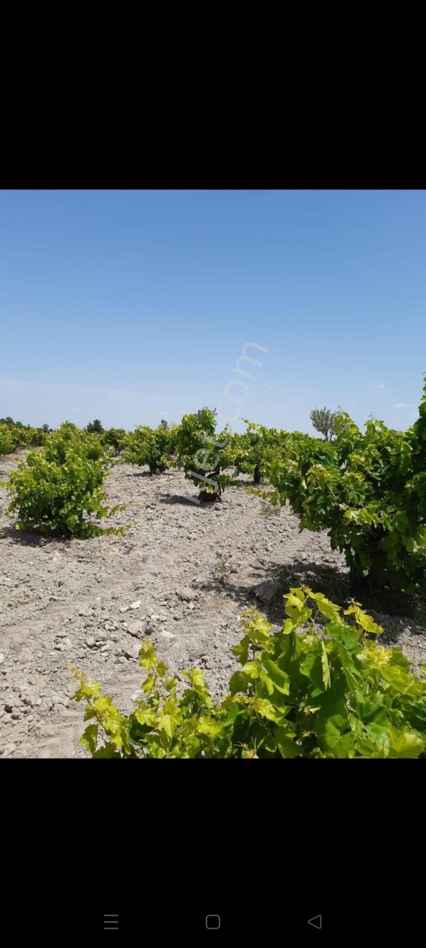 Denizli Çal Bahadınlar Satılık 4.776m2 Müstakil Tapulu Üzüm Bağı Bahçesi — fotoğraf 14